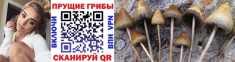наркошоп  Людиново  Псилоцибиновые грибы GOLDEN TEACHER 